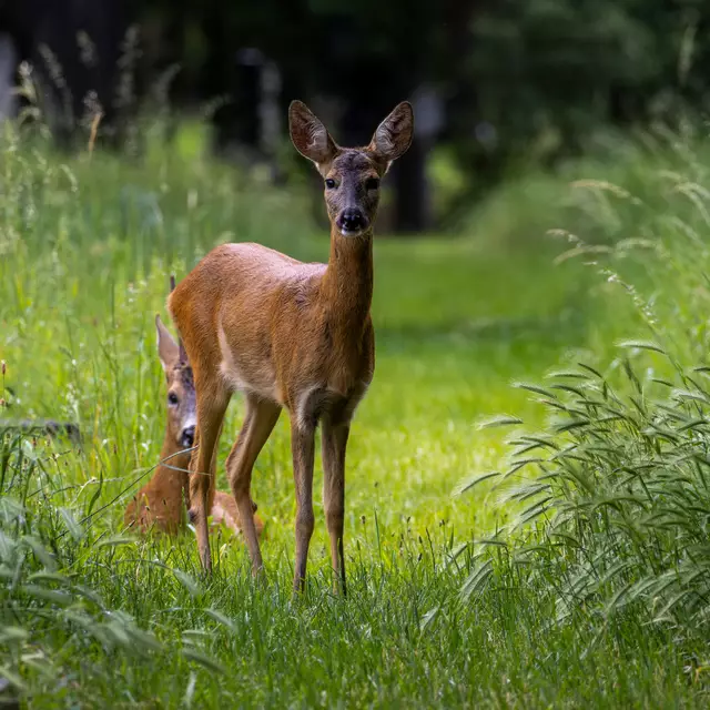Für die Tierfotografie brauche man auch viel Geduld. | Foto: Thomas Hüller