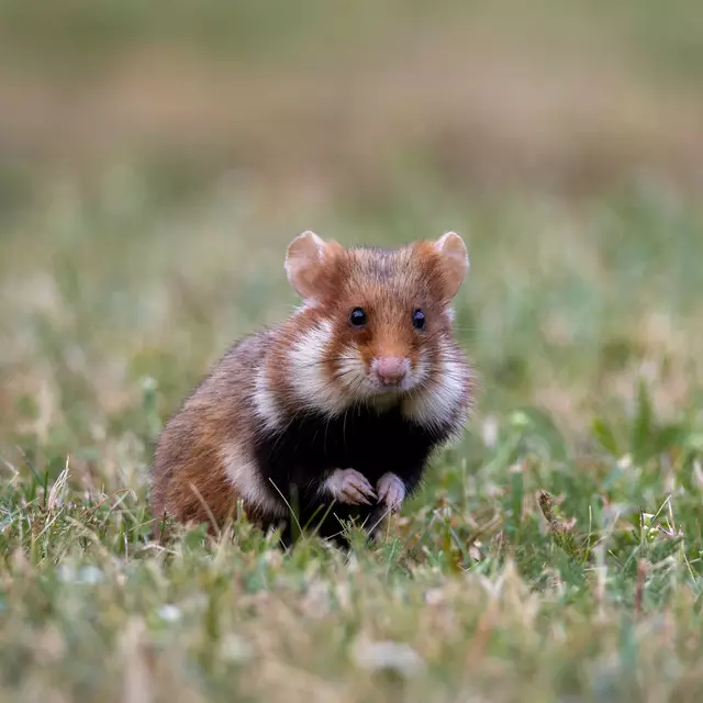 Das kleine Nagetier ist sein Lieblingsmotiv. Der Feldhamster ist vom Aussterben bedroht, deshalb will Hüller auch darauf aufmerksam machen, besser auf diese Tiere zu achten.  | Foto: Thomas Hüller