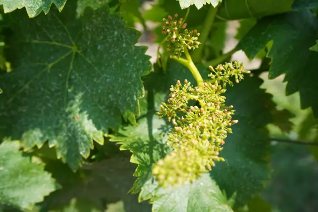 Foto: Andrea Glatzer