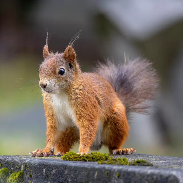 Foto: Thomas Hüller