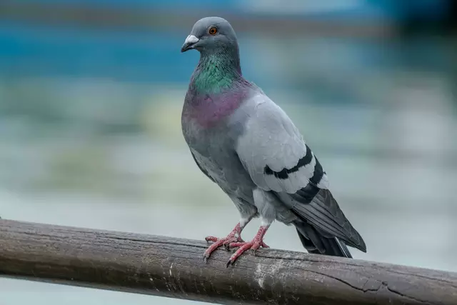 Tauben in Ottakring könnten schon mal zum Problem werden. Ein Antrag der FPÖ sieht in einem Taubenschlag die Antwort darauf.  | Foto: William Chen/ Pexels