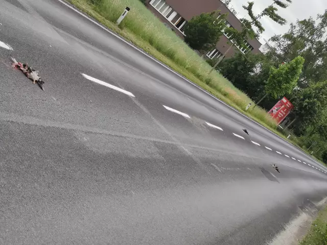 Drei Enten mussten in Braunau ihr Leben lassen. | Foto: privat