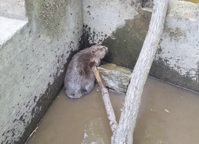 Ein Biber hatte sich in einer sogenannten Fischsperre verfangen und konnte sich aus eigener Kraft nicht mehr befreien. | Foto: Berufsfeuerwehr Klagenfurt am Wörthersee