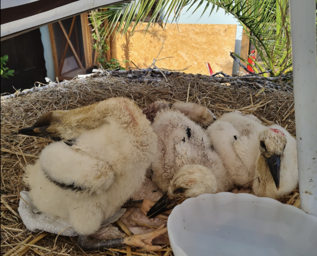 Der Storchenkindergarten in Tillmitsch in der Südsteiermark, in den auch der jüngste Trofaiacher Storch aufgenommen wurde. | Foto: Storchenstation Tillmitsch