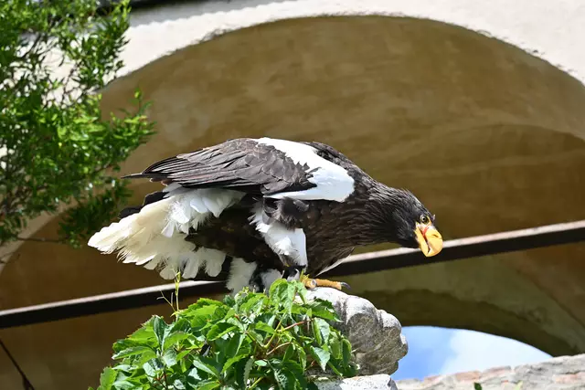 Riesenseeadler