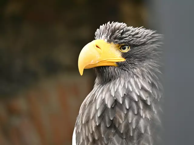 Riesenseeadler