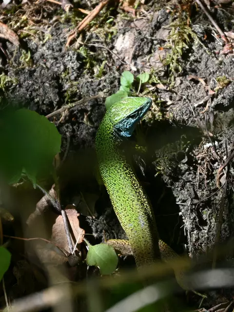 Eine Smaragdeidechse