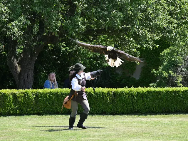 Weißkopfseeadler