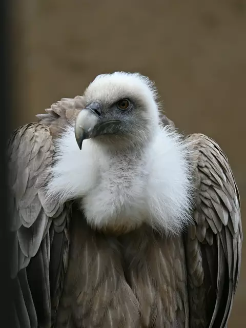 Gänsegeier wieder in der Voliere