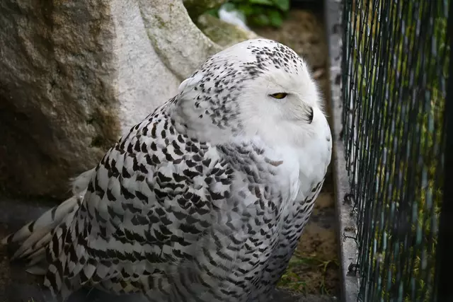 Beim Eingang eine Schneeeule 