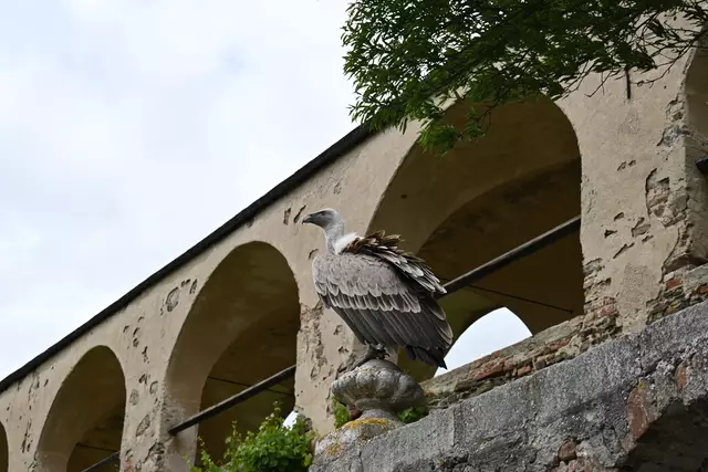 Gänsegeier