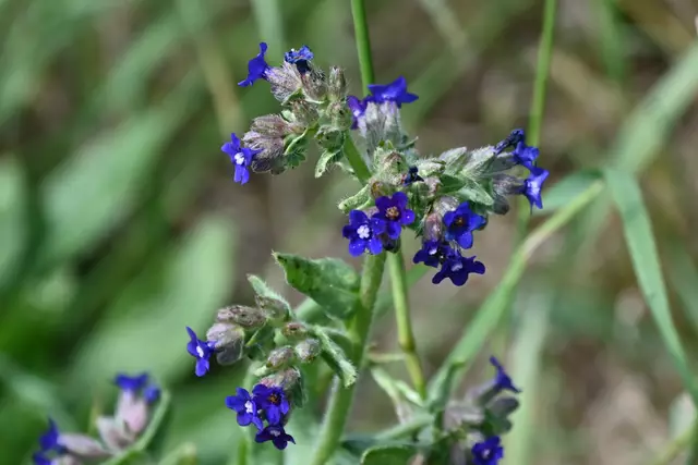 Leuchtend blaue Blüten der Ochsenzunge