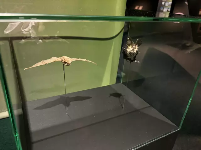 Foto: Caroline Fegerl