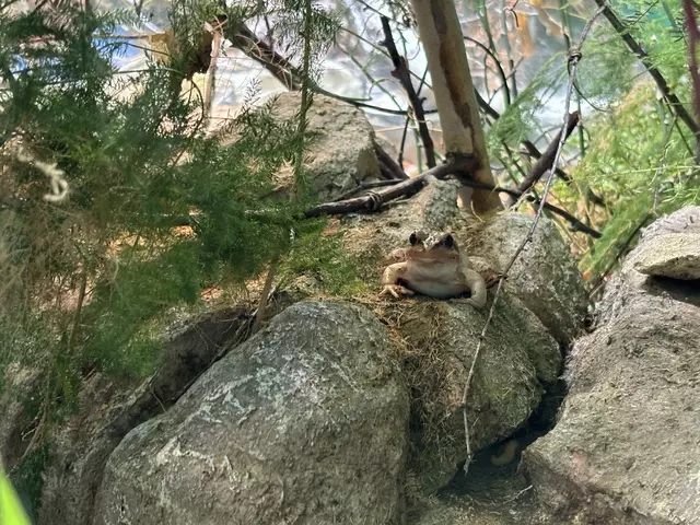 Amphibien gelten als stille Frühwarnsysteme der Natur – ihr Schutz ist entscheidend für das ökologische Gleichgewicht. | Foto: Caroline Fegerl