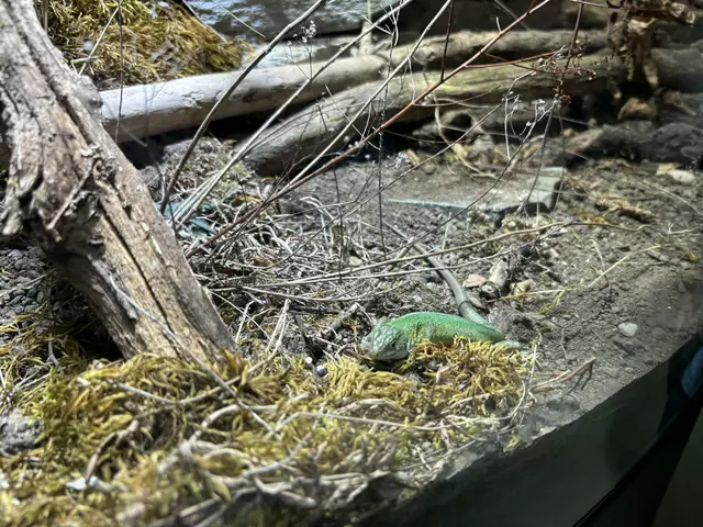 Foto: Caroline Fegerl