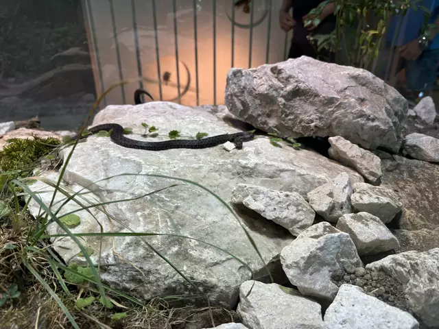 Foto: Caroline Fegerl