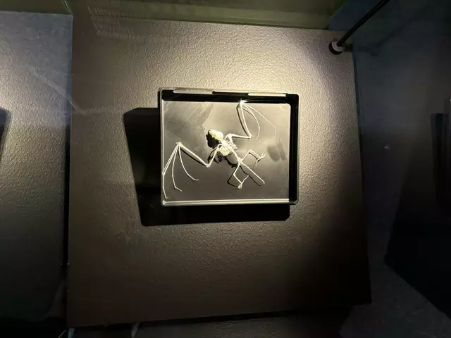 Foto: Caroline Fegerl