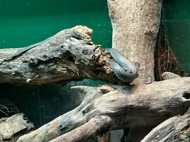 Foto: Caroline Fegerl