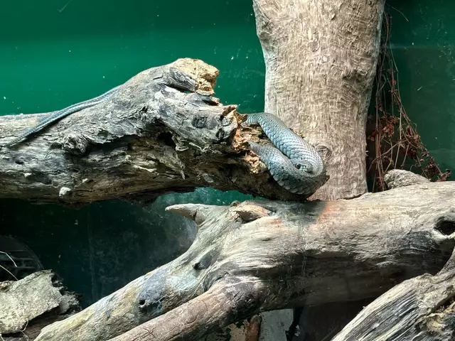 Foto: Caroline Fegerl