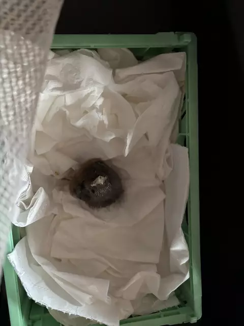 Das Vogelbaby wurde "Newton" getauft und wartete in seinem neuen Nest auf seine regelmäßige Fütterung. | Foto: MeinBezirk