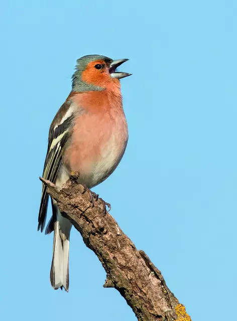 So sieht ein Buchfink aus, wenn er ausgewachsen ist. | Foto: Birdlife/Peter Frieser