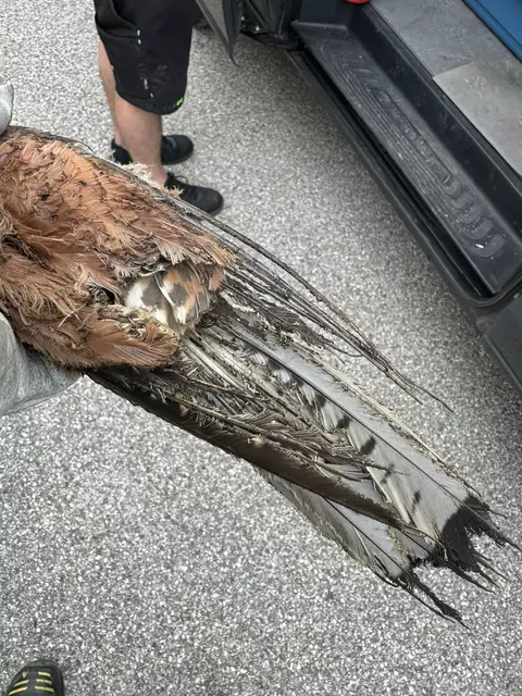 Der Turmfalte verbrannte sich bei der Berührung der Starkstrom-Leitungen die Flügel, überlebte den tragischen Unfall aber und wurde von der Tierhilfe gerettet. | Foto: THG