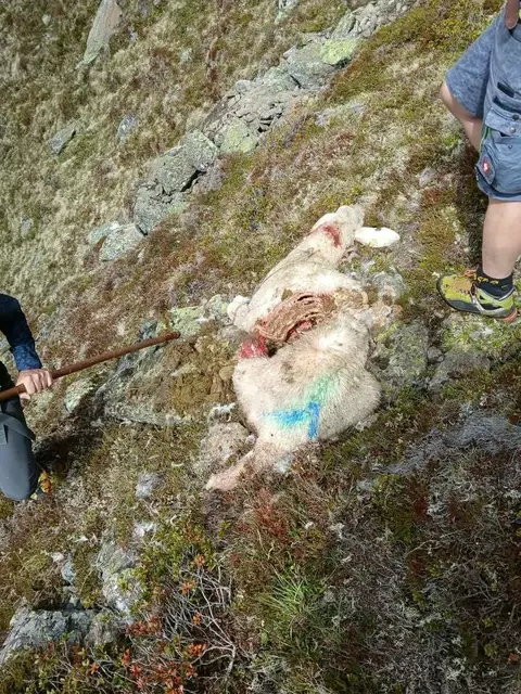 Verdacht auf neuerliche Wolfsrisse – diesmal auf der Seducker Hochalm im Oberbergtal bei Neustift. | Foto: privat