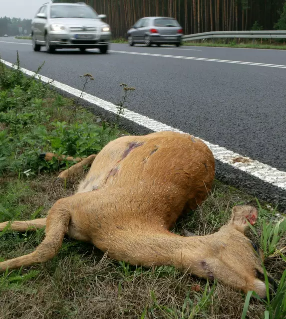 Alle Wildunfälle müssen der Polizei gemeldet werden. Eine Unterlassung gilt als Fahrerflucht. | Foto: Archiv