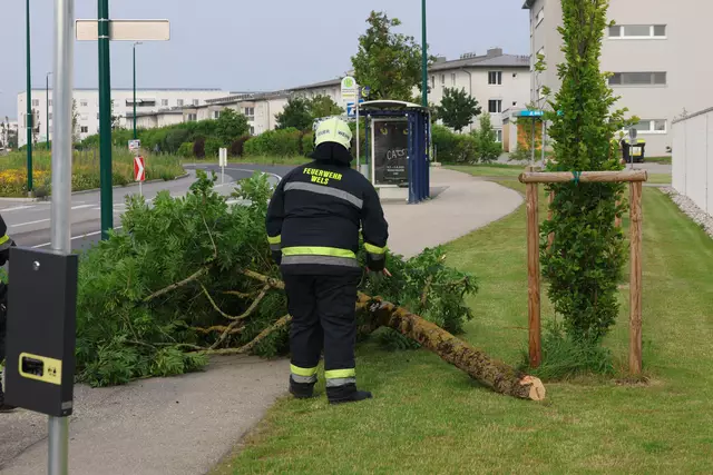 Roter Suzuki kracht nach Crash mit einem anderen Pkw auf der Oberfeldstraße in Wels-Vogelweide gegen einen Baum. | Foto: laumat.at