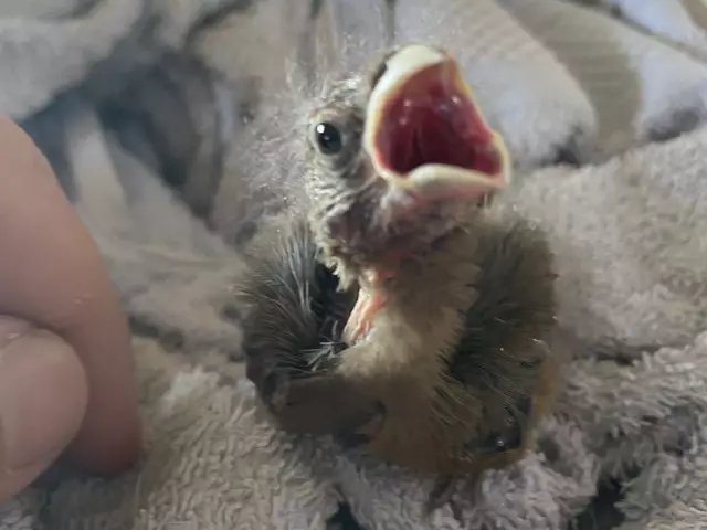 Der kleine Vogel war ziemlich hungrig.