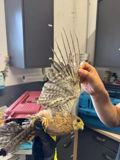 Der Turmfalte verbrannte sich bei der Berührung der Starkstrom-Leitungen die Flügel, überlebte den tragischen Unfall aber und wurde von der Tierhilfe gerettet. | Foto: THG