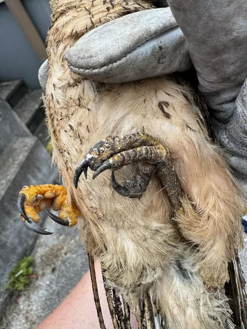 Der Turmfalte verbrannte sich bei der Berührung der Starkstrom-Leitungen die Flügel, überlebte den tragischen Unfall aber und wurde von der Tierhilfe gerettet. | Foto: THG