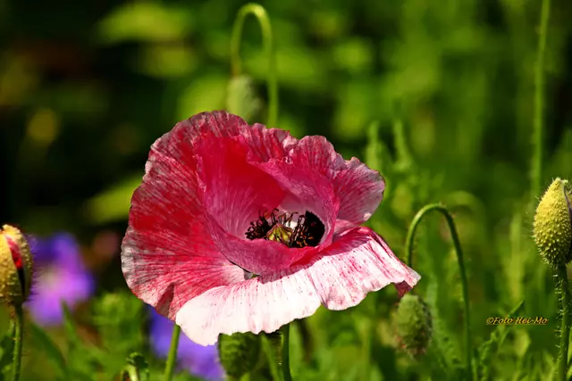 Auch verschiedene Mohn-Arten kann man bewundern.