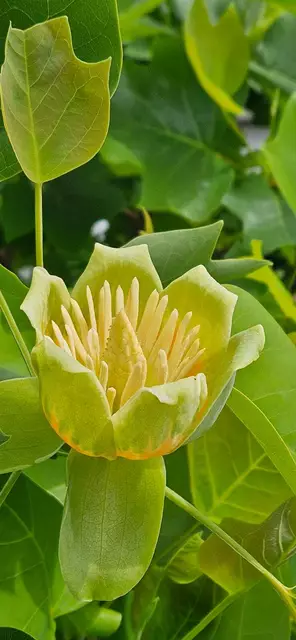 Postler Luis freut sich über seinen Tulpenbaum und die ersten Blüten. | Foto: Postler Luis