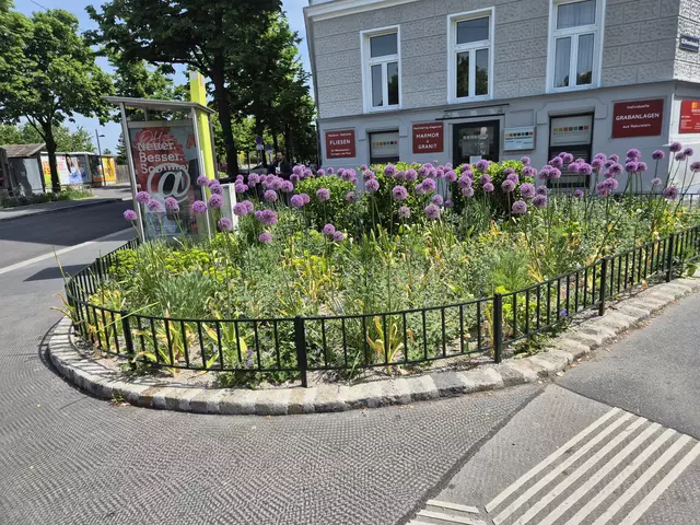 Zierlauch, wie hier in der Wurmbstraße in Meidling, könnte zur Gefahr für Hunde werden. | Foto: ZvG