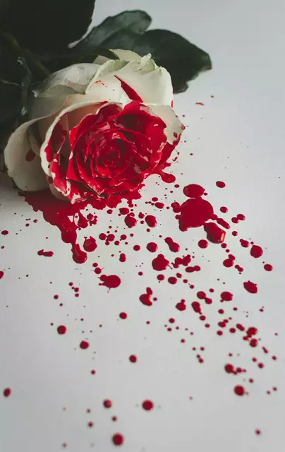 Blutige Rose ... ein dramatisches Symbolbild für Gewalt. | Foto: Alexandre Boucey/Unsplash