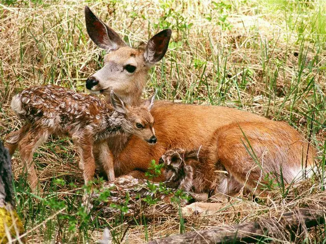 So glücklich wie diese Reh-Kitz-Familie sind besagte Villacher Wildtiere nicht mehr. | Foto: Shutterstock/Hainstock Photography