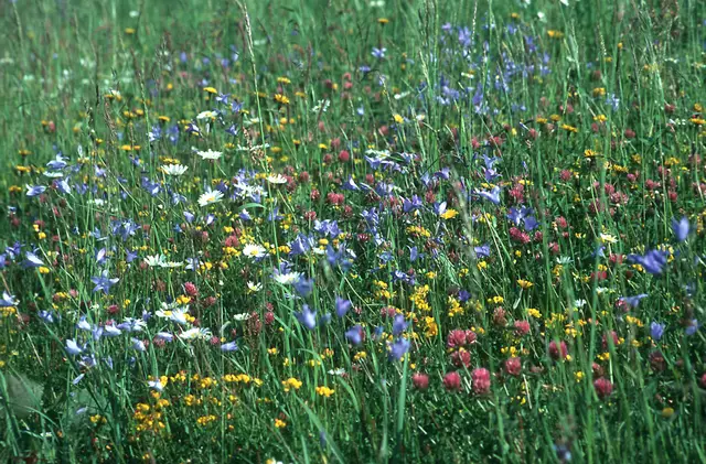 Blumenwiese; © Josef Limberger