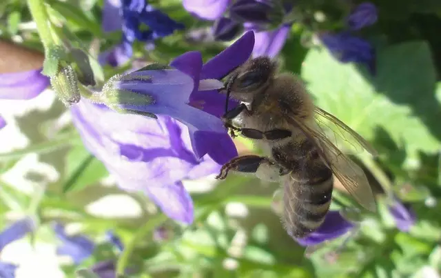 Ganz nah dran: Eine Honigbiene sammelt Nektar – und leistet dabei wichtige Bestäubungsarbeit für unsere Umwelt. | Foto: Privat
