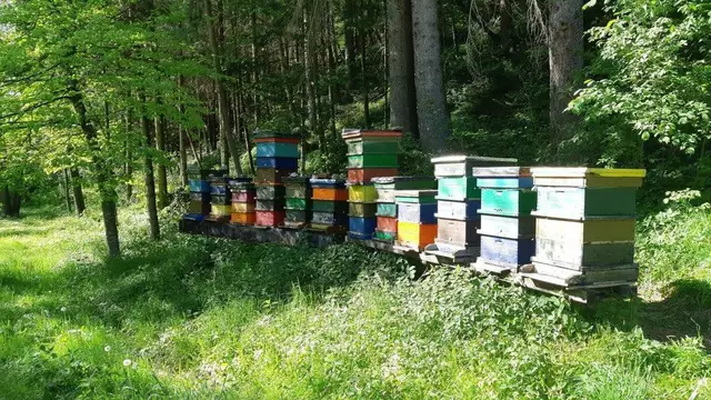 Gut geschützt und perfekt gelegen: Viele Imker des Vereins betreiben ihre Bienenvölker naturnah und nachhaltig. | Foto: Privat