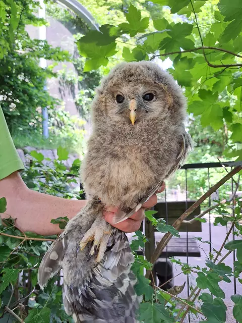Ein junger Habichtskauz im Alpenzoo.  | Foto: Alpenzoo Innsbruck