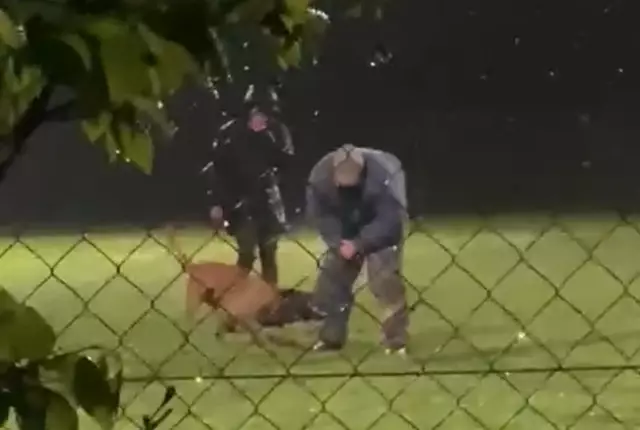 Hund muss sich in Menschen verbeißen. Trotz Verbot: Beißtraining mit Hunden geht weiter – Pfotenhilfe erstattet Anzeige | Foto: Pfotenhilfe 