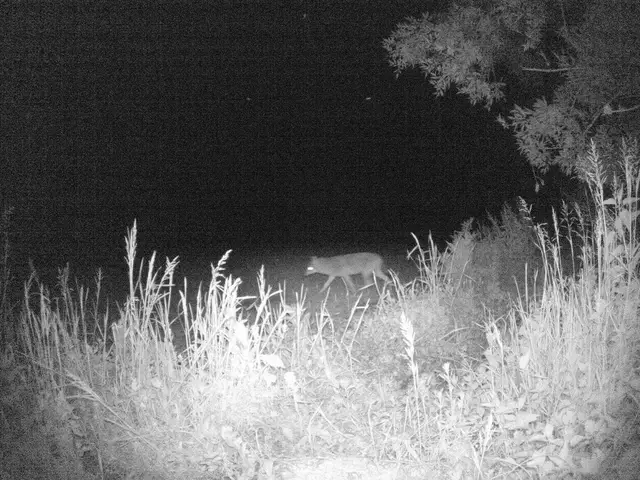 Die Jagd auf Goldschakal mit Nachtsichtgeräten ist ab 3. Juni erlaubt. | Foto: Landesjägerschaft