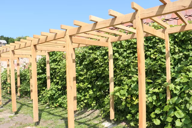 Entlang der Orangerie wurde Wein gepflanzt. | Foto: Edith Ertl