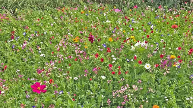 Foto: Glaser
Wiese der Vielfalt