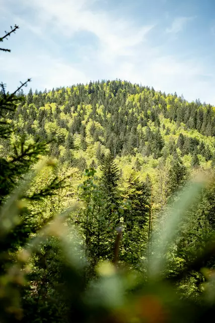Buchen-Tannenmischwald im Forstrevier Faistenau in Salzburg. | Foto: oebf/Roast Media