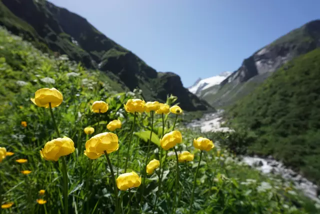 Fotos wie dieses von einer Trollblume können nun beim Naturschutzbund eingereicht werden. | Foto: Victoria Haider
