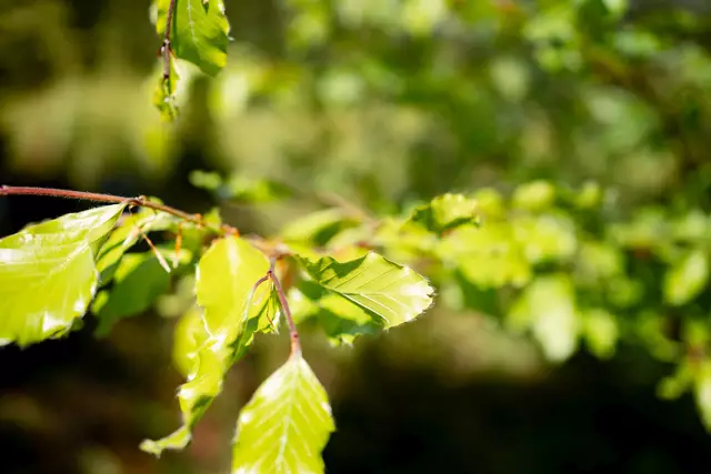 Buchenblätter für das Waldbier wurden im Forstrevier Faistenau geerntet. | Foto: oebf/Roast Media