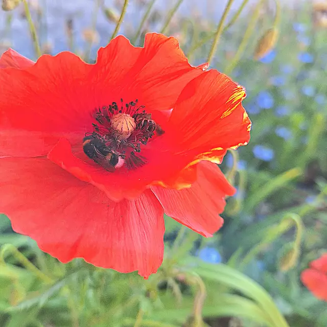 Mohnblume mit großem Brummer,  der Hummel . | Foto: Sibylle 