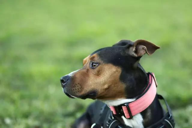 Pitbullhündin Erbse will endlich in ihr eigenes Zuhause ziehen. | Foto: Tierschutzverein Tirol